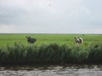 cows